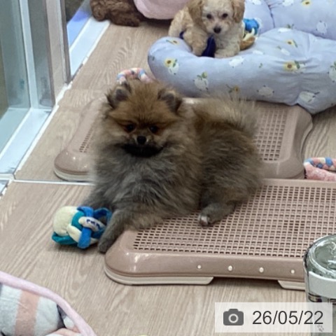 埼玉県のポメラニアン (ペットプラス 上尾店/2026年3月8日生まれ/男の子/オレンジ)の子犬の3枚目の画像