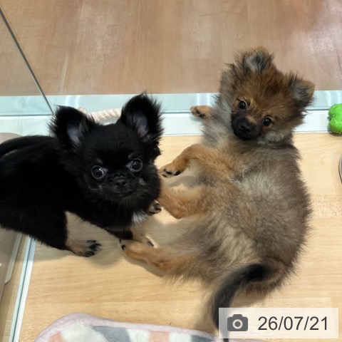 神奈川県のポメラニアン (ペットプラス 海老名店/2026年3月12日生まれ/男の子/オレンジセーブル)の子犬の4枚目の画像
