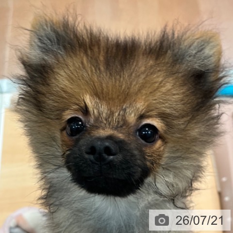 神奈川県のポメラニアン (ペットプラス 海老名店/2026年3月12日生まれ/男の子/オレンジセーブル)の子犬の3枚目の画像