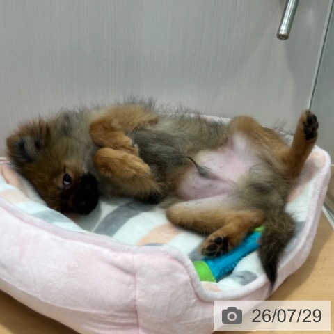 神奈川県のポメラニアン (ペットプラス 海老名店/2026年3月12日生まれ/男の子/オレンジセーブル)の子犬の4枚目の画像