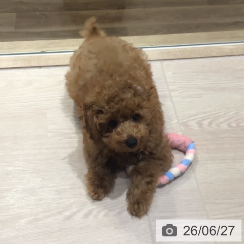 神奈川県のトイプードル(トイ) (ペットプラス 川崎ルフロン店/2026年3月13日生まれ/男の子/レッド)の子犬の4枚目の画像