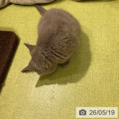 福岡県のブリティッシュショートヘアー (ペットプラス 福岡店/2026年2月27日生まれ/女の子/ライラック)の子猫の3枚目の画像