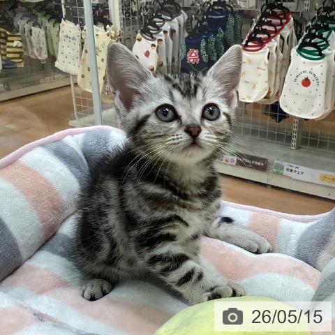 福岡県のアメリカンショートヘアー (ペットプラス 黒崎店/2026年3月13日生まれ/女の子/シルバータビー)の子猫の4枚目の画像