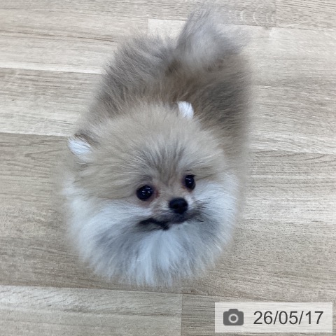 山梨県のポメラニアン (ペットプラス 甲府国母店/2026年2月28日生まれ/男の子/オレンジ)の子犬の3枚目の画像