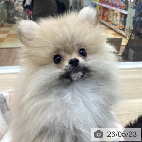 山梨県のポメラニアン (ペットプラス 甲府国母店/2026年2月28日生まれ/男の子/オレンジ)の子犬の4枚目の画像