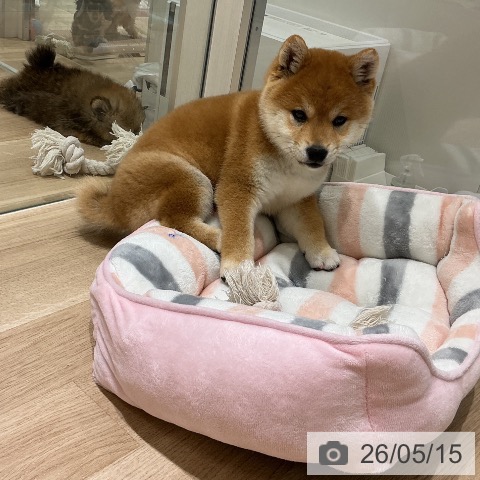 柴の写真