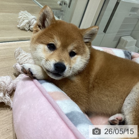 柴の写真