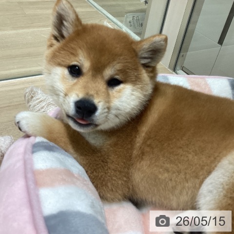 柴の写真