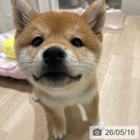 柴の写真