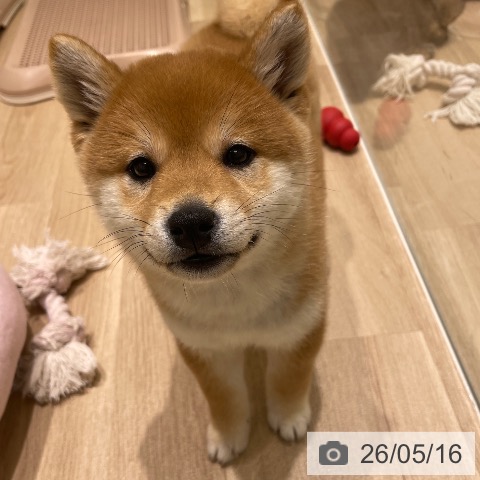 柴の写真