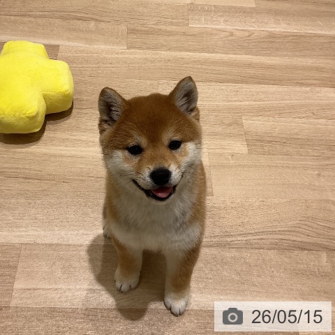 柴の写真