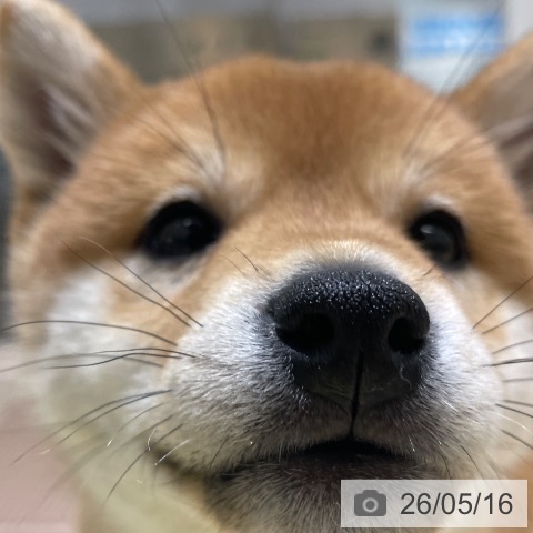 柴の写真