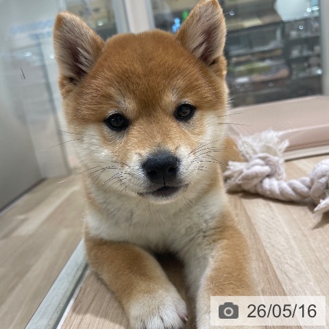 柴の写真