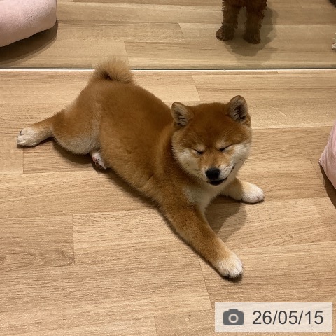 柴の写真