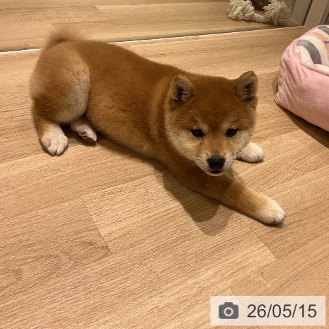 柴の写真