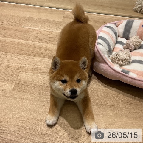 柴の写真