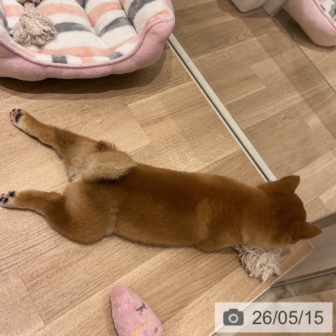 柴の写真
