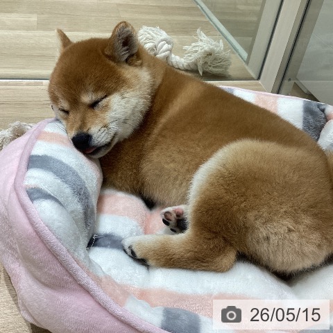 柴の写真