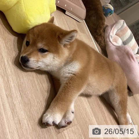 柴の写真