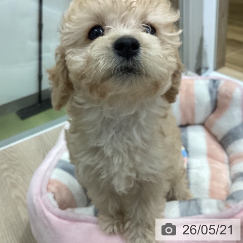 埼玉県のトイプードル(トイ) (ペットプラス 八潮店/2026年3月15日生まれ/女の子/アプリコット)の子犬の4枚目の画像