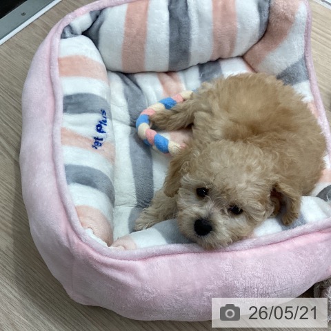 埼玉県のトイプードル(トイ) (ペットプラス 八潮店/2026年3月15日生まれ/女の子/アプリコット)の子犬の3枚目の画像