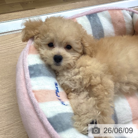 埼玉県のトイプードル(トイ) (ペットプラス 八潮店/2026年3月15日生まれ/女の子/アプリコット)の子犬の4枚目の画像