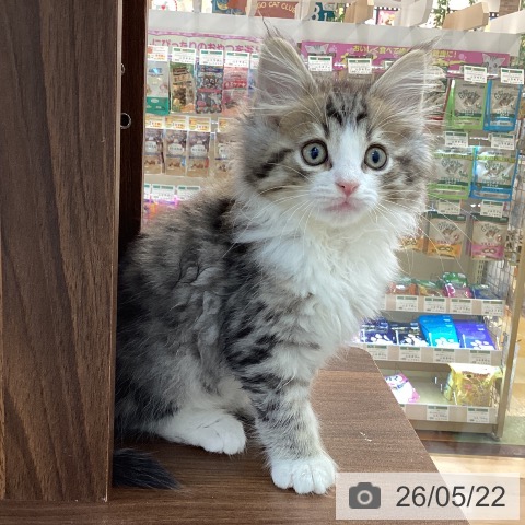 群馬県のノルウェージャンフォレストキャット (ペットプラス 前橋店/2026年3月14日生まれ/男の子/ブラウンマッカレルタビーホワイト)の子猫の3枚目の画像