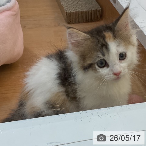 埼玉県のノルウェージャンフォレストキャット (ペッツワン 浦和美園店/2026年3月14日生まれ/女の子/ブラウンパッチドマッカレルタビーホワイト)の子猫の3枚目の画像