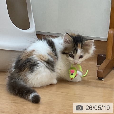 埼玉県のノルウェージャンフォレストキャット (ペッツワン 浦和美園店/2026年3月14日生まれ/女の子/ブラウンパッチドマッカレルタビーホワイト)の子猫の4枚目の画像