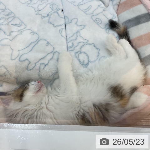 埼玉県のノルウェージャンフォレストキャット (ペッツワン 浦和美園店/2026年3月14日生まれ/女の子/ブラウンパッチドマッカレルタビーホワイト)の子猫の3枚目の画像