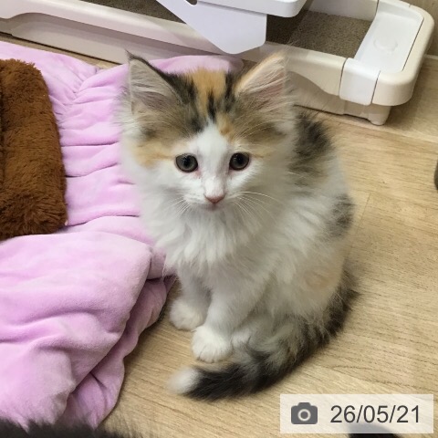 千葉県のノルウェージャンフォレストキャット (ペットプラス 木更津店/2026年3月14日生まれ/女の子/ブラウンパッチドマッカレルタビーホワイト)の子猫の4枚目の画像