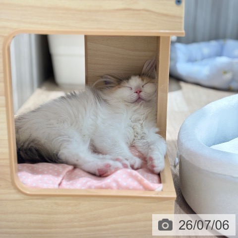 ノルウェージャンフォレストキャットの写真