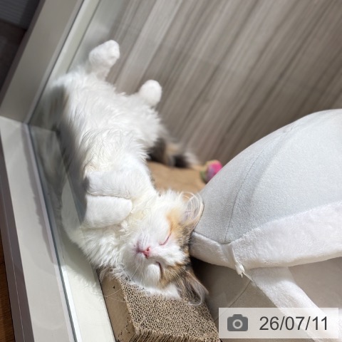 ノルウェージャンフォレストキャットの写真