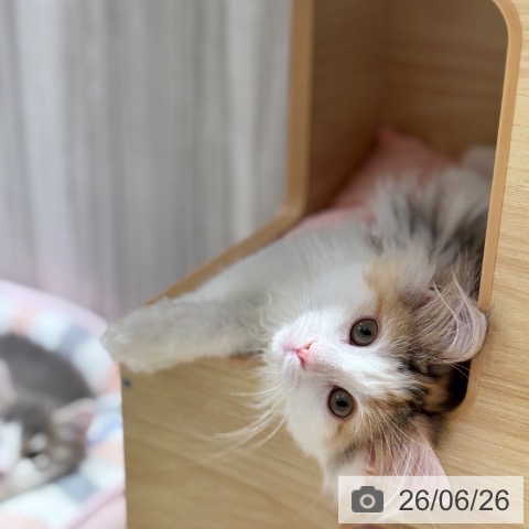 千葉県のノルウェージャンフォレストキャット (ペットプラス 木更津店/2026年3月14日生まれ/女の子/ブラウンパッチドマッカレルタビーホワイト)の子猫の3枚目の画像