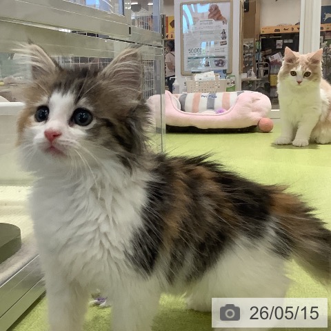 ノルウェージャンフォレストキャットの写真