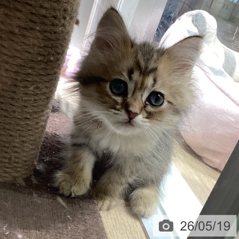ペルシャの写真