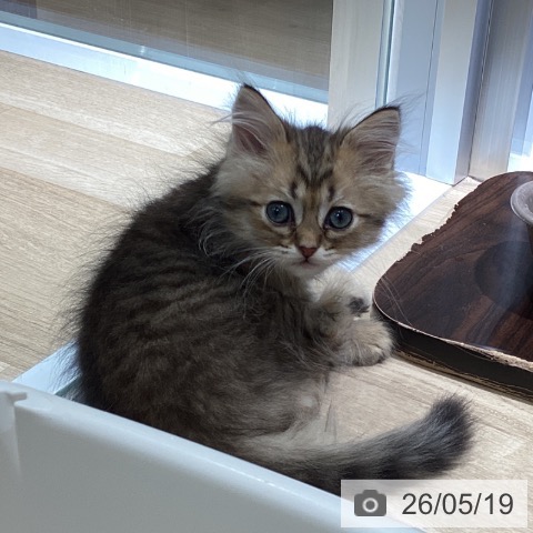 ペルシャの写真