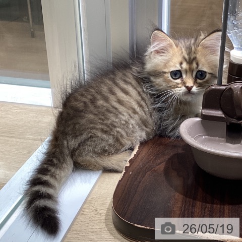 ペルシャの写真