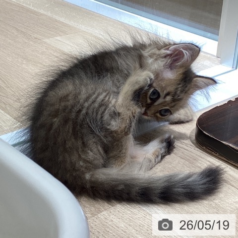 ペルシャの写真