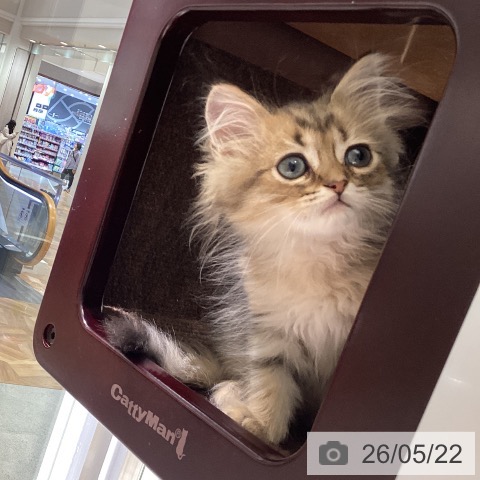 ペルシャの写真