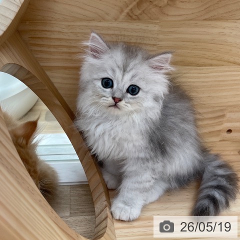 ペルシャの写真