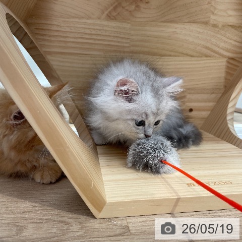 ペルシャの写真