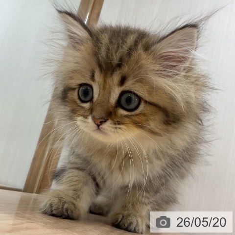 ペルシャの子猫(3ページ目)を価格や特徴で探す|ペットショップ探すなら