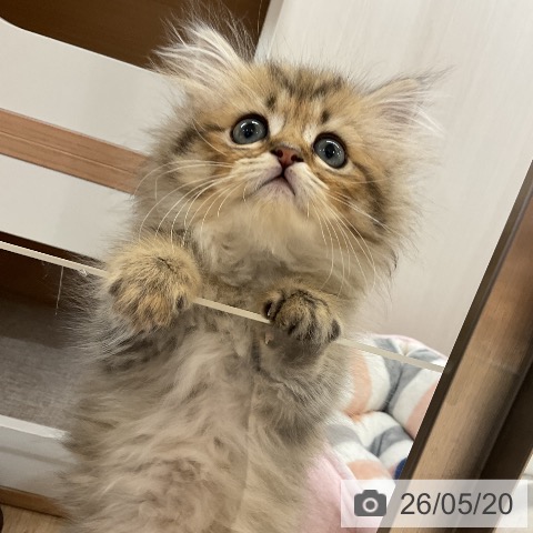 ペルシャの子猫(3ページ目)を価格や特徴で探す|ペットショップ探すなら