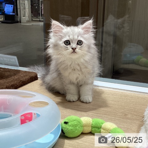 ペルシャの写真