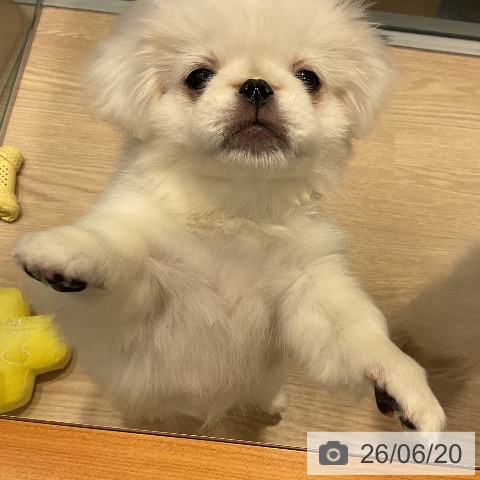 千葉県のペキニーズ (ペットプラス 柏店/2026年3月16日生まれ/女の子/ホワイト)の子犬の4枚目の画像