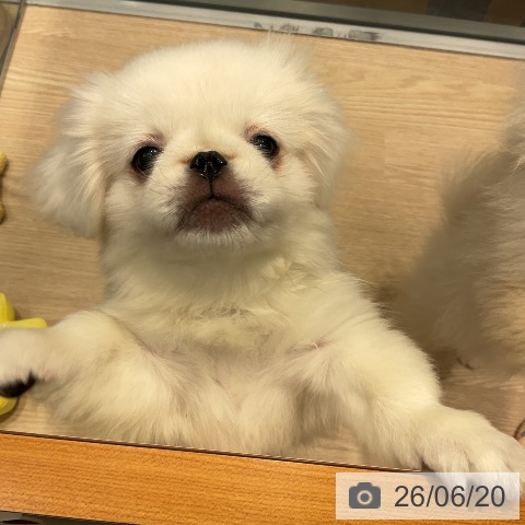 千葉県のペキニーズ (ペットプラス 柏店/2026年3月16日生まれ/女の子/ホワイト)の子犬の3枚目の画像