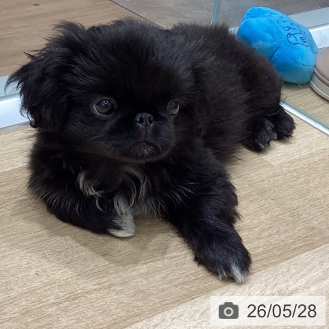 宮城県のペキニーズ (ペットプラス 名取店/2026年3月16日生まれ/女の子/ブラックホワイト)の子犬の4枚目の画像