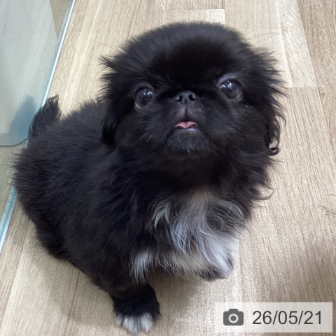宮城県のペキニーズ (ペットプラス 名取店/2026年3月16日生まれ/女の子/ブラックホワイト)の子犬の3枚目の画像