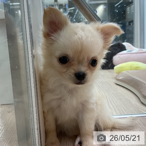 埼玉県のチワワ(ロング) (ペットプラス 上尾店/2026年3月17日生まれ/女の子/クリーム)の子犬の4枚目の画像